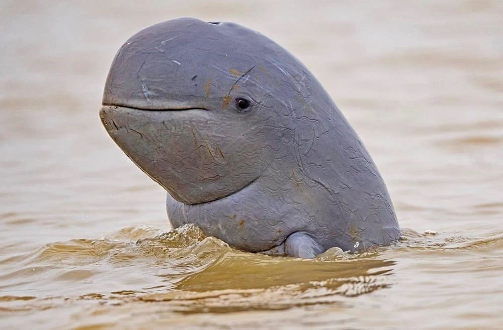 Irrawaddy Dolphin is now listed under endangered animal